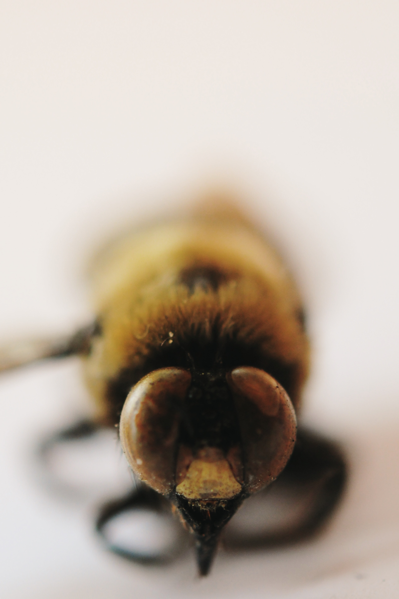 Illustration for article titled I Found a Dead Bumble Bee today
